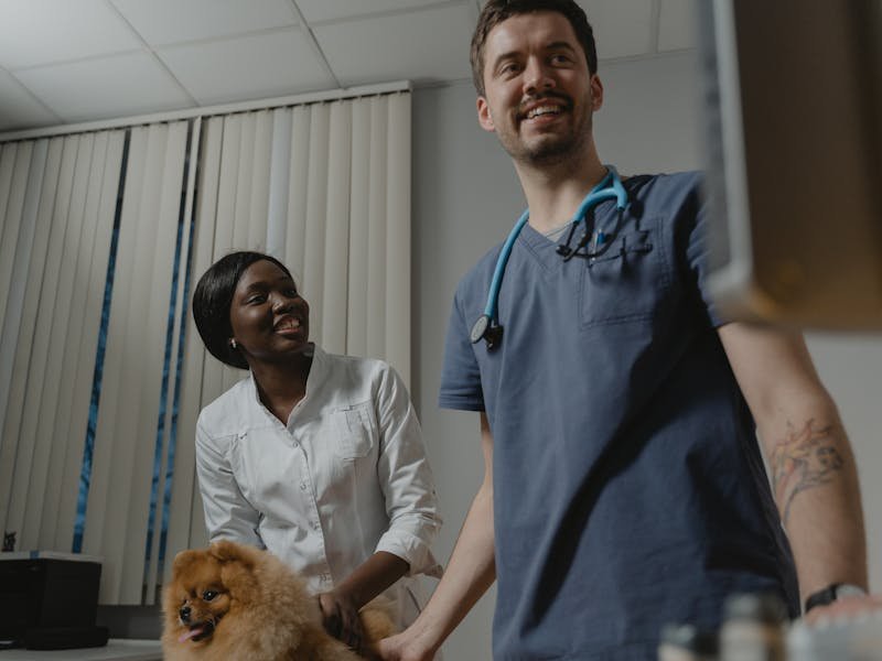 Hazır Veteriner Kliniği Web Sitesi tasarımı - hazır web sitesi
